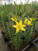 [5705 DJ AZ-04 No01.JPG]